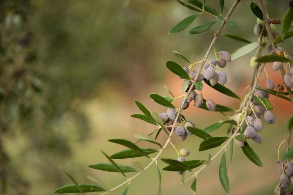 Όμορφο Παραθασυγκρότημα Ενοικιαζόμενων Καταλυμάτων Ως Ολόκληρος Χώρος - Chrani, Ελλάδαλάσσιο Διαμέρισμα Eksteriør billede
